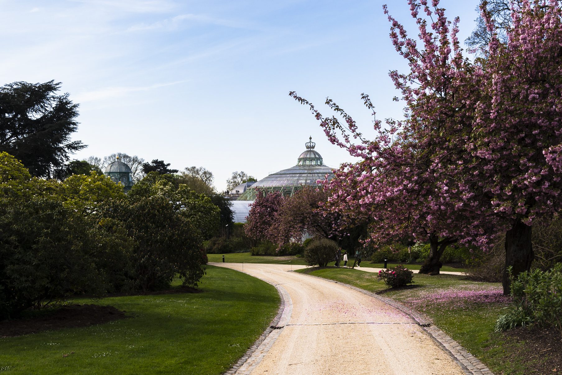 Parc de Laeken - Royal Parc - Fleur de cerisier