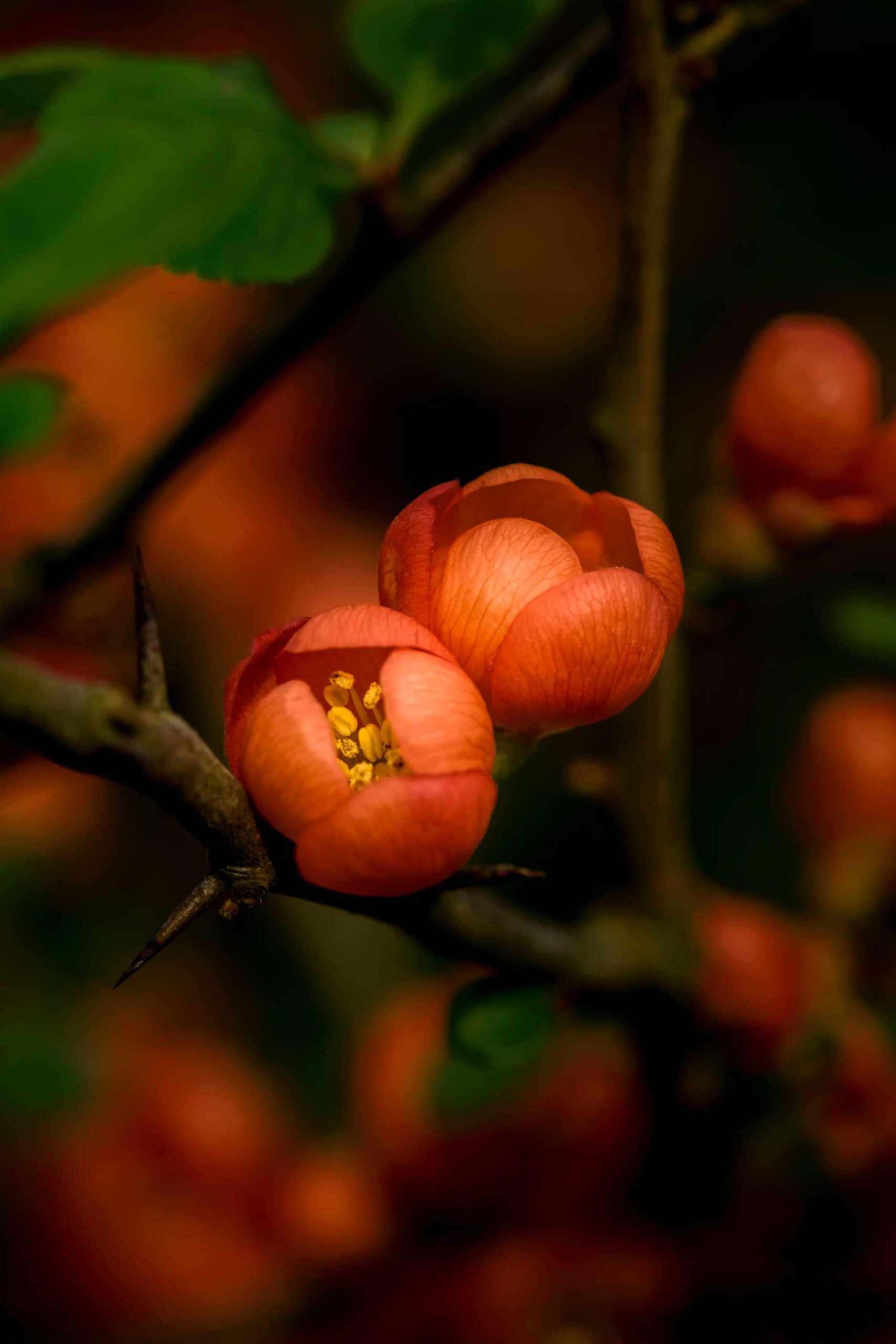 photographie des fleurs d'un chaenomeles japonica alpina