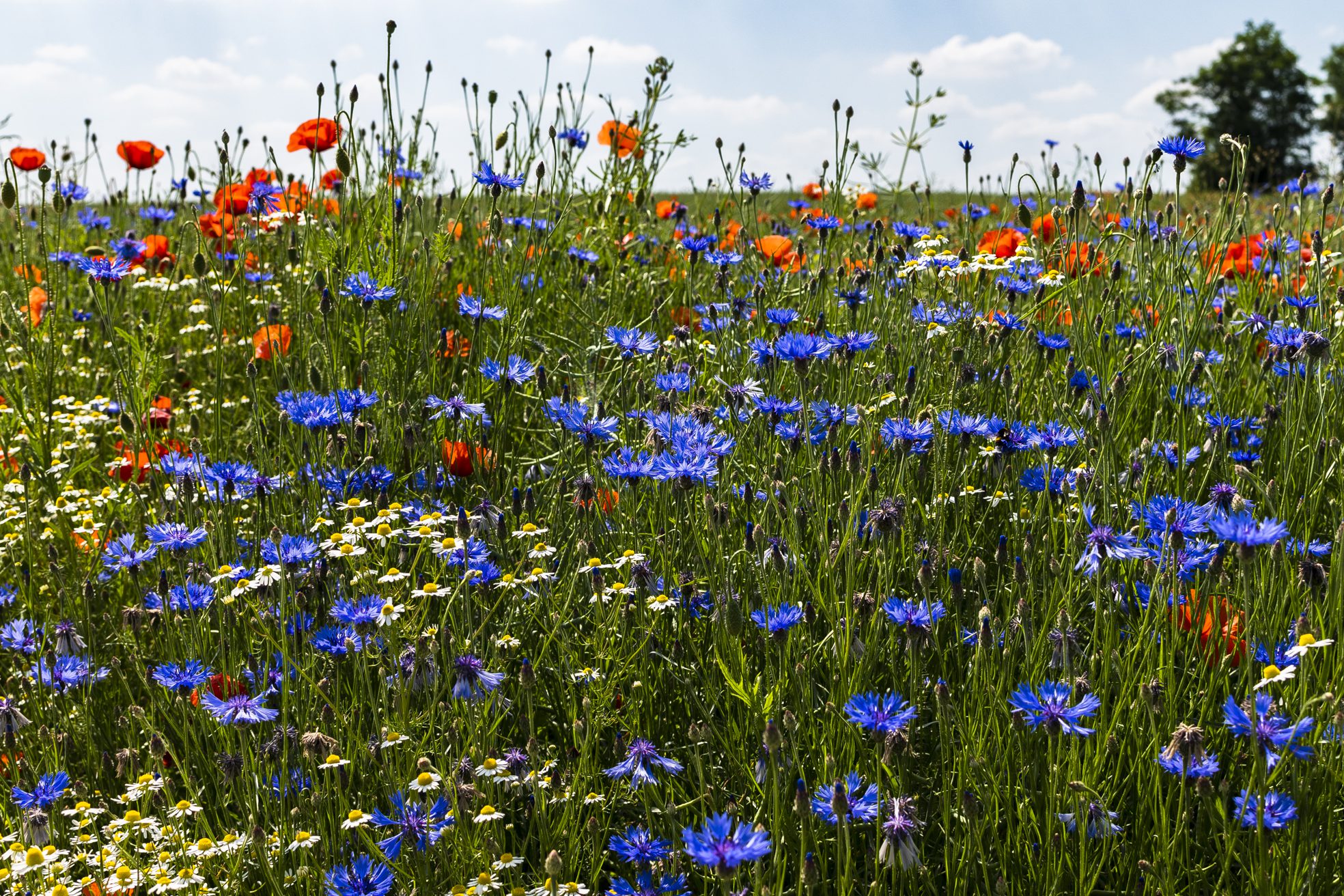 champs de bleuets