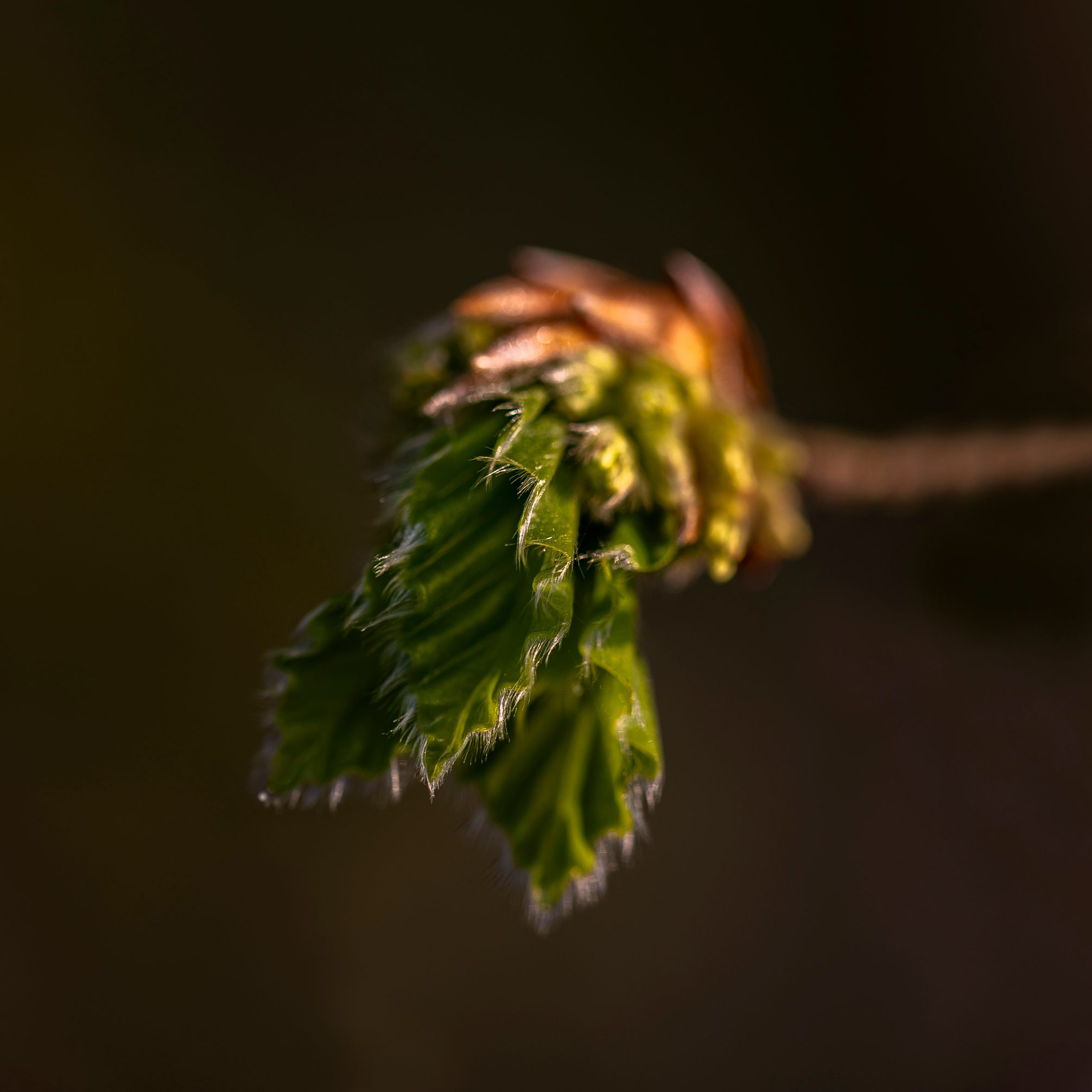 feuille de fagus sylvatica, hêtre