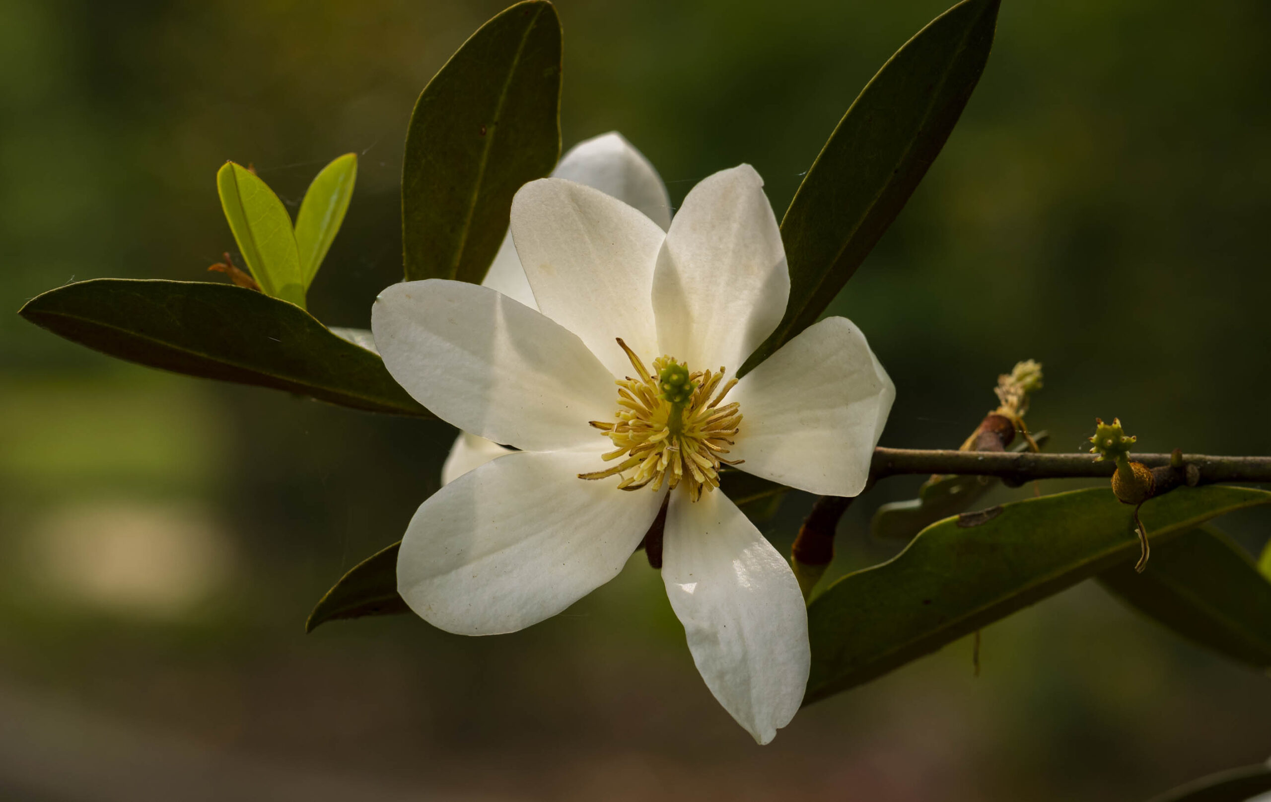 photographie d'une fleur de magnolia laevifolia velvet and cream