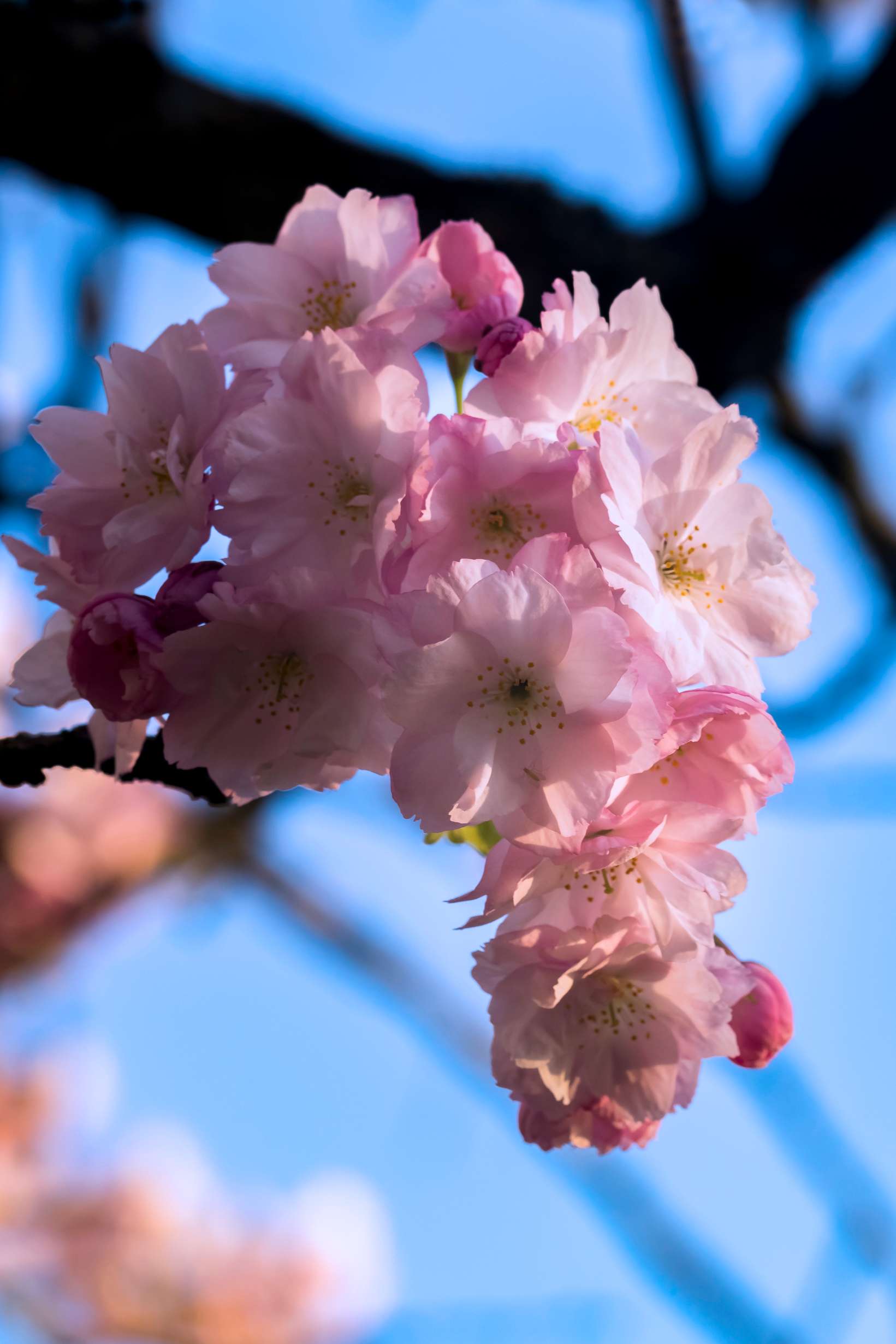 photographie des fleurs d'un prunus shirofugen