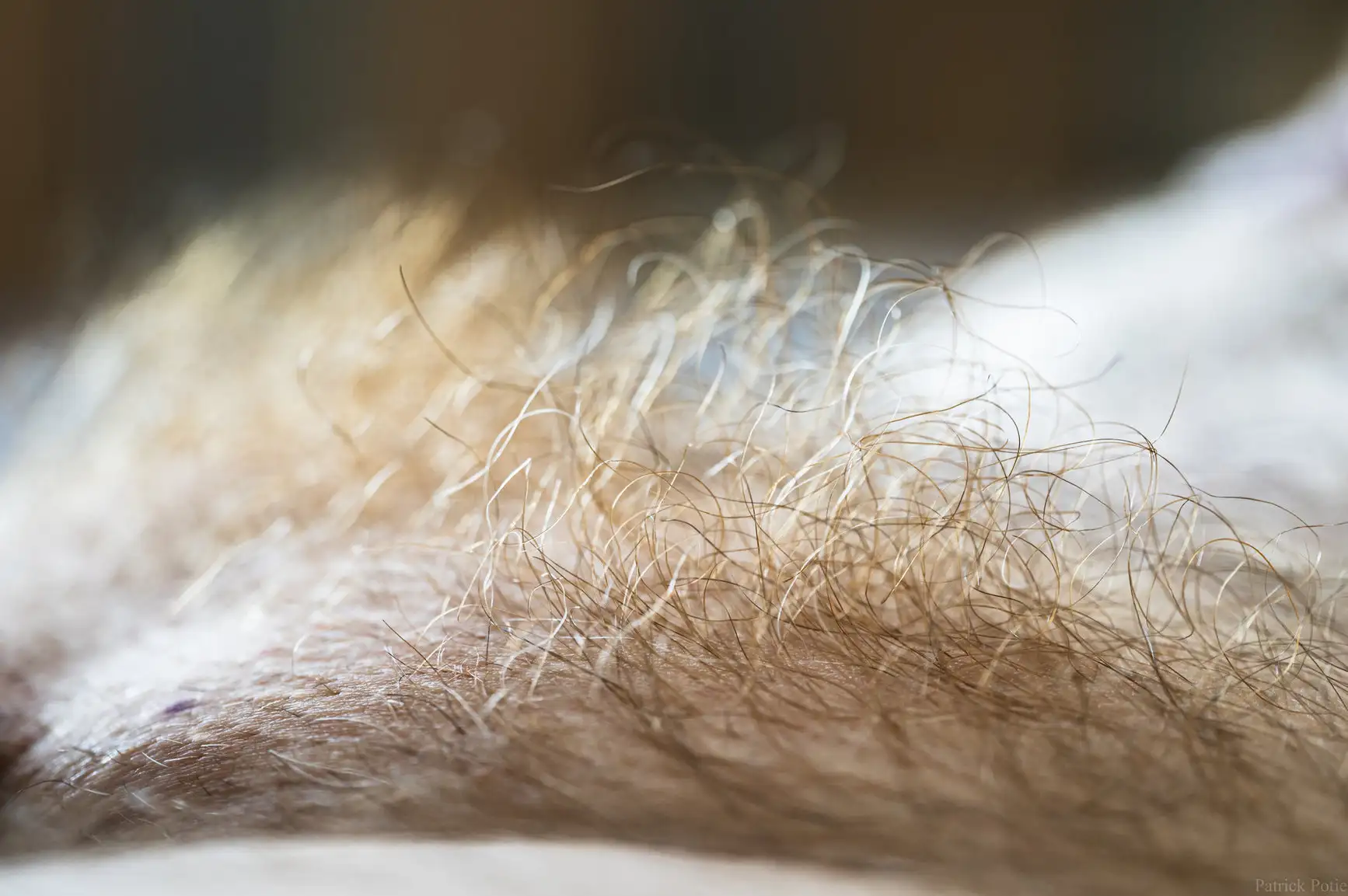 Peau et poils du pubis formant une texture abstraite avec la lumière