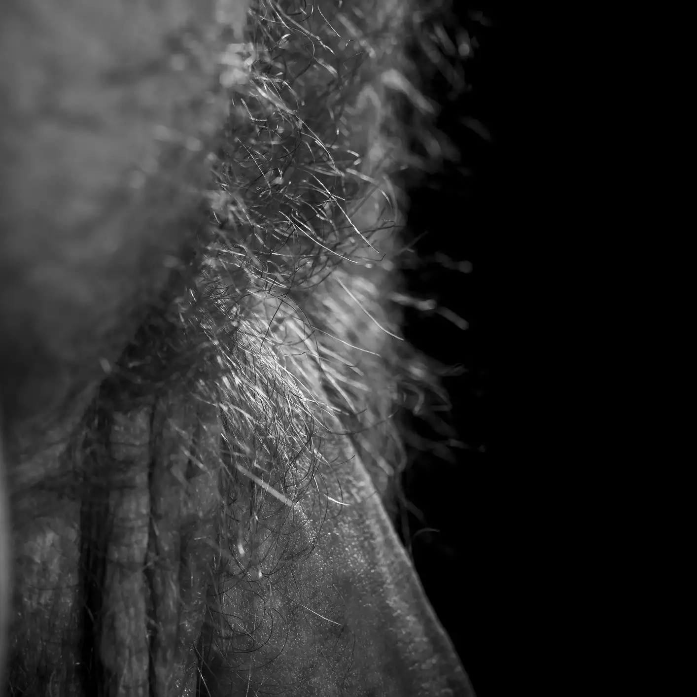 Poils du pubis d'un homme en gros plan, détails complexes en monochrome